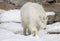 Snow goat or mountain goat. Rocky moumtain goat.