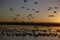 Snow goose, Anser caerulescens