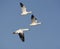 Snow goose, Anser caerulescens