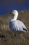 Snow goose, Anser caerulescens