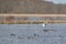 Snow Goose (Anser caerulescens) flapping wings amongst flock of Canada Geese (Branta canadensis) at Tiny Marsh