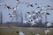 The snow goose (Anser caerulescens) in Japan