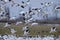 The snow goose (Anser caerulescens) in Japan