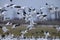 The snow goose (Anser caerulescens) in Japan