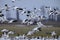 The snow goose (Anser caerulescens) in Japan