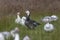 Snow Goose blue-morph