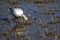 Snow Goose, Chen caerulescens