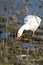 Snow Goose, Chen caerulescens