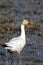 Snow Goose, Chen caerulescens