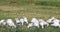Snow Goose, Chen caerulescens, flock in field 4K