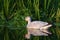 Snow Goose feeding in a lake.