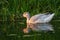 Snow Goose feeding in a lake.