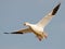 Snow Goose in Flight Wings Spread