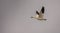 Snow goose flying toward the Arctic