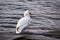 Snow goose with injured wing standing on one foot on geotextile membrane close to the St. Lawrence River shore