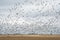 Snow Goose Migration Fall