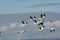 Snow goose migration in Quebec, Canada