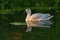 Snow Goose resting at lakeside