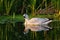 Snow Goose resting at lakeside