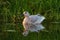 Snow Goose resting at lakeside