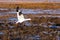 Snow goose soaring over the banks of the St. Lawrence River at low tide