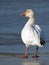 Snow Goose Standing on Shoreline