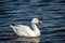 Snow Goose swims in the river