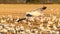 Snow Goose swooping above a golden fall field to join the flock