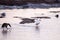 Snow goose wading in the St. Lawrence River at low tide during the spring migration, next to Canada goose and seagull in soft focu