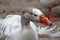 Snow Goose in white