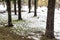 Snow on the green grass between the trees. A jackdaw walking on the snow