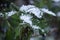 Snow on the green leaf. Snowflakes close-up.