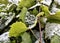 Snow on the green leaves of grapes