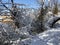 Snow on the ground and snowflakes covering the twigs of trees