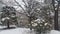 snow on ground and tree branches in winter snowfall season