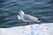 Snow on the gull of the seaside . Lonely gull on snow in winter . Seagull on snow with Caspian Sea . Seagulls on the frozen pier a