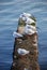 Snow on the gulls of the seaside . Gulls on snow with Caspian Sea . Seagulls on the frozen pier at the Caspian Sea