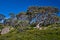 Snow gums (Eucalyptus pauciflora) in Kosciuszco National Park, New South Wales, Australia