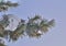 Snow and hoarfrost on pine tree branch with cones close up