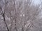 Snow, hoarfrost, trees in the winter in a hard frost, a close up, a background,