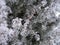 Snow, hoarfrost, trees in the winter in a hard frost, a close up, a background,