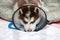 Snow husky puppy wearing cone, resembling Felidae with whiskers, snout, tail