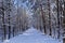 Snow and ice covered path or road in the winter forest landscape, winter season or christmas concept