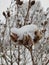 Snow and ice covered seed pods 01