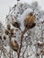 Snow and ice covered seed pods 02