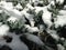 Snow and Ice on a Cypress Plant in the Sun.