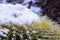 Snow and ice on thorns of barrel cactus in Tucson