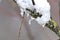 Snow and icicles on a branch in winter and December shows the cold season with white Christmas and snow crystals and melting snow