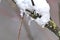 Snow and icicles on a branch in winter and December shows the cold season with white Christmas and snow crystals and melting snow