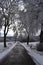 snow and icy trees around a narrow path next to a main road